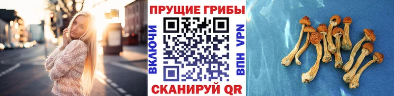 Псилоцибиновые грибы мухоморы  купить наркотики сайты  Калязин 